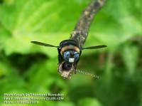 /album/colourful-insects/insect-4-photograph-by-shantanu-kuveskar-jpg/